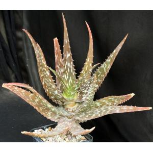 Aloe deserti 5-inch pots