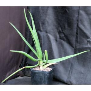 Aloe dhalensis one-gallon pots