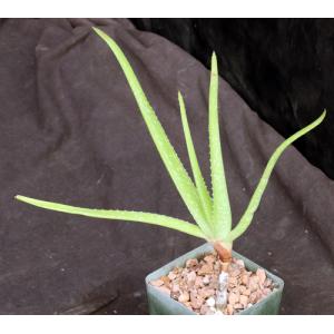 Aloe dhalensis 4-inch pots