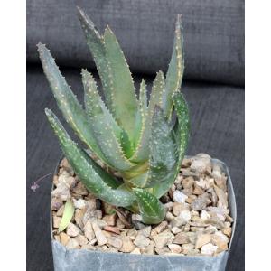 Aloe dichotoma 5-inch pots
