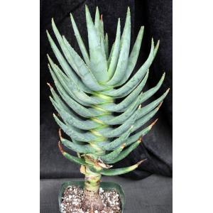 Aloe dichotoma 8-inch pots
