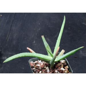 Aloe diolii 4-inch pots
