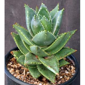 Aloe distans 2-gallon pots