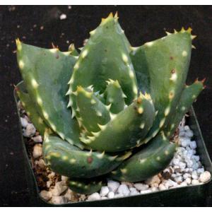 Aloe distans 4-inch pots