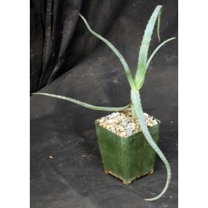 Aloe divaricata 4-inch pots