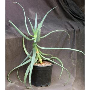 Aloe divaricata 2-gallon pots