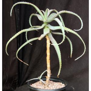 Aloe divaricata 2-gallon pots