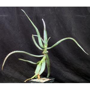 Aloe divaricata one-gallon pots