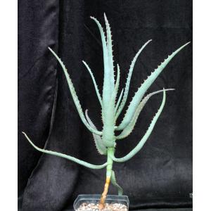 Aloe divaricata one-gallon pots