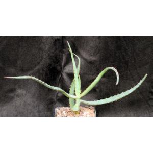 Aloe tulearensis 5-inch pots