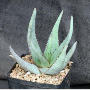 Aloe elegans one-gallon pots