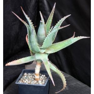 Aloe elgonica one-gallon pots
