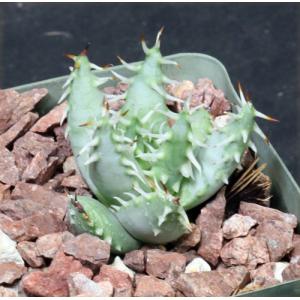 Aloe erinacea 4-inch pots