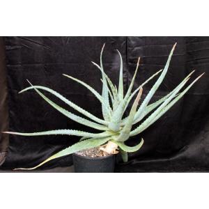Aloe esculenta 5-gallon pots