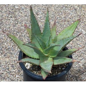 Aloe ferox 5-gallon pots