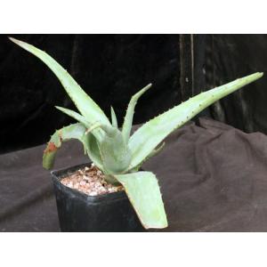 Aloe ferox one-gallon pots