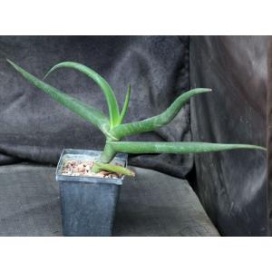 Aloe fleurentiniorum 5-inch pots