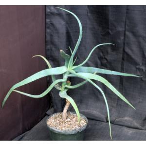 Aloe flexilifolia 8-inch  pots