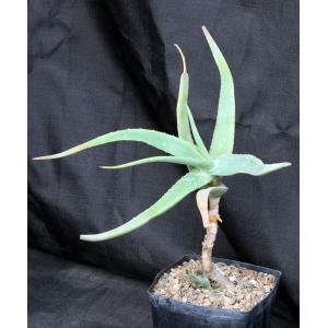 Aloe flexilifolia one-gallon pots