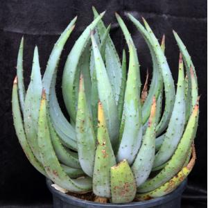 Aloe gerstneri 5-gallon pots