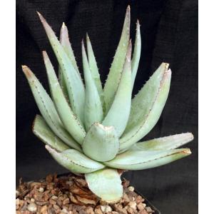 Aloe glauca ssp. spinosior one-gallon pots