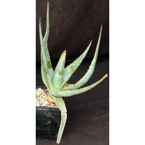 Aloe glauca 5-inch pots