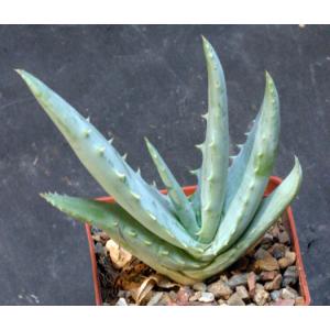 Aloe globuligemma 3-inch pots