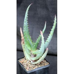 Aloe globuligemma 5-inch pots