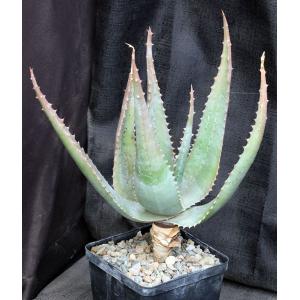 Aloe globuligemma x marlothii 5-inch pots