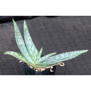 Aloe grisea 3-inch pots