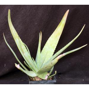 Aloe hahnii 5-inch pots