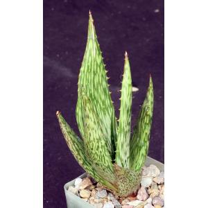 Aloe harlana 4-inch pots