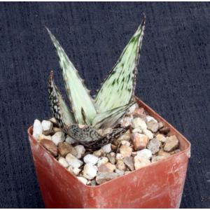 Aloe hemmingii 3-inch pots