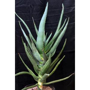 Aloe cv Hercules 5-gallon pots