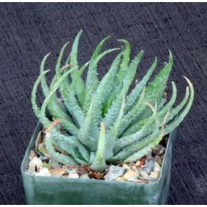 Aloe humilis (GM 417) 4-inch pots