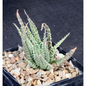 Aloe humilis Special Clone 4-inch pots