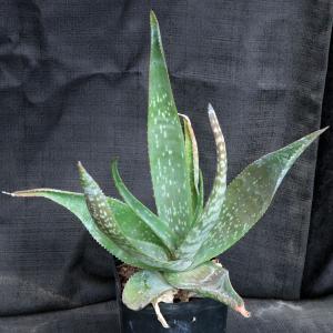 Aloe ikiorum one-gallon pots