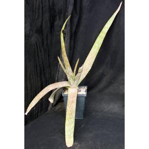 Aloe ikiorum 5-inch pots