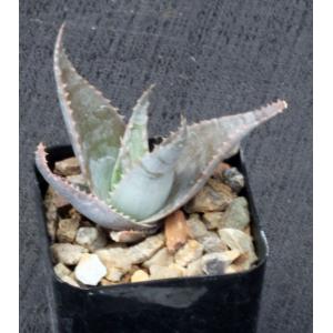 Aloe imalotensis 2-inch pots