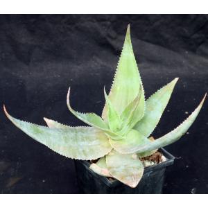 Aloe imalotensis 5-inch pots