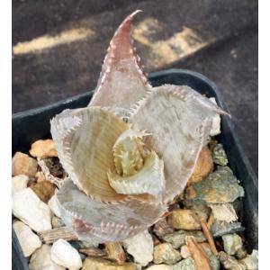 Aloe imalotensis var. longeracemosa 2-inch pots