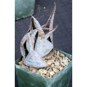 Aloe imalotensis var. longeracemosa 4-inch pots