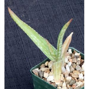 Aloe inamara 4-inch pots