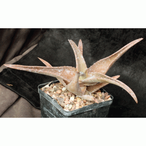 Aloe inermis 5-inch pots