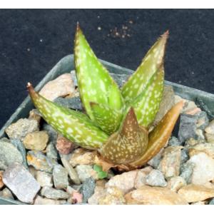 Aloe jucunda 3-inch pots
