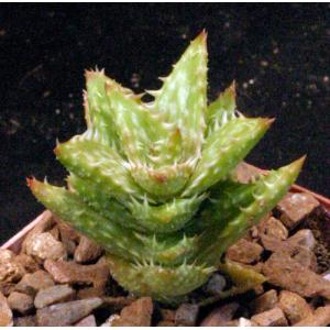 Aloe juvenna 4-inch pots