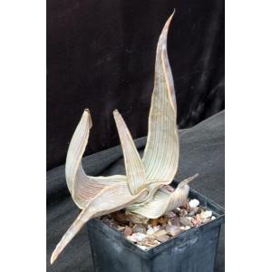 Aloe karasbergensis 5-inch pots