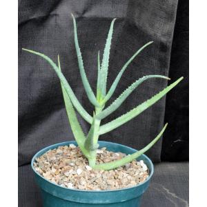 Aloe kulalensis 8-inch pots