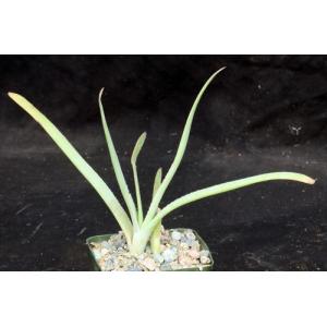 Aloe lineata (Strap Form) 4-inch pots