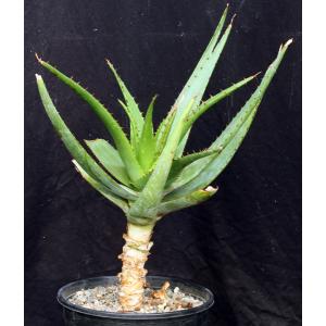 Aloe lineata var. muirii 2-gallon pots